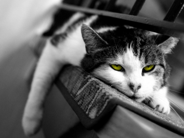 Желтоглазый ленивый кот