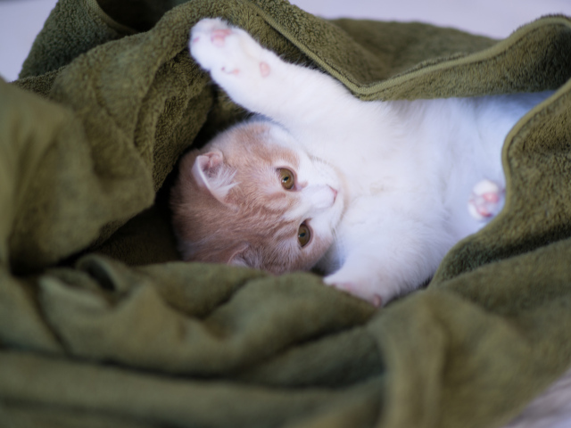 Котенок в зеленом полотенце