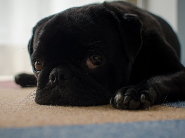 Грустный черный щенок мопса лежит на полу
