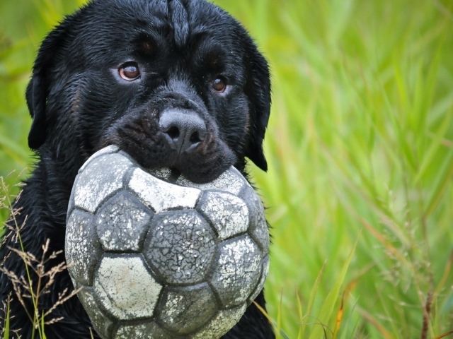 Черный щенок держит в зубах спущенный мяч