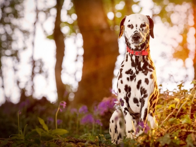 Далматинец сидит в лесу на закате