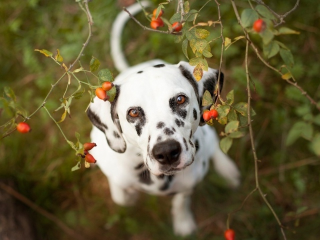 Далматинец под кустом шиповника