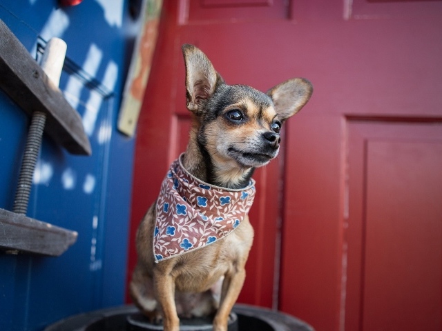 Собака в нашейном платке