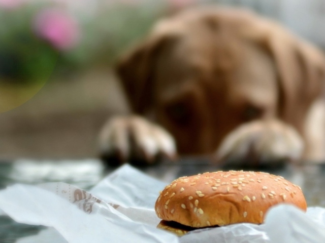 Пес хочет полакомиться булочкой