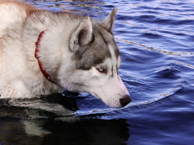 Собака хаски стоит в воде