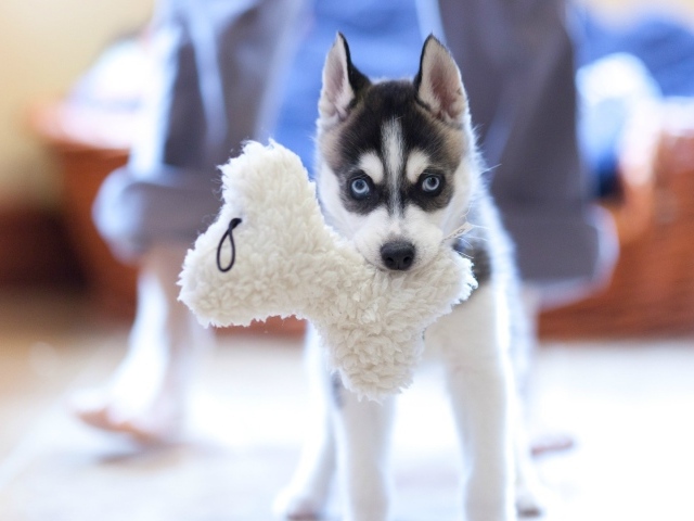 Маленький хаски с игрушкой в зубах