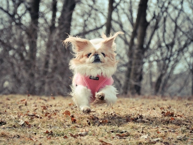 Маленькая собака бежит по опавшим листьям