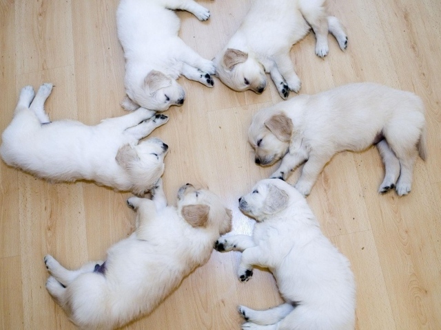 Щенки в идеальном порядке