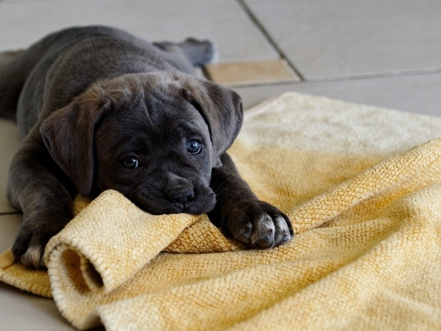 Щенок грызет коврик