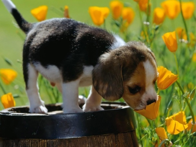 Щенок стоит на бочке