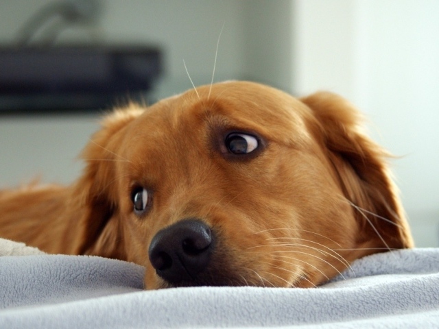 Рыжая собака смотрит через плечо в сторону