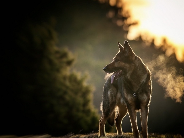 Овчарка на фоне заката