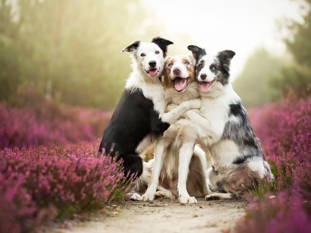 Три собаки подружки