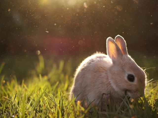 Бежевый кролик кушает траву