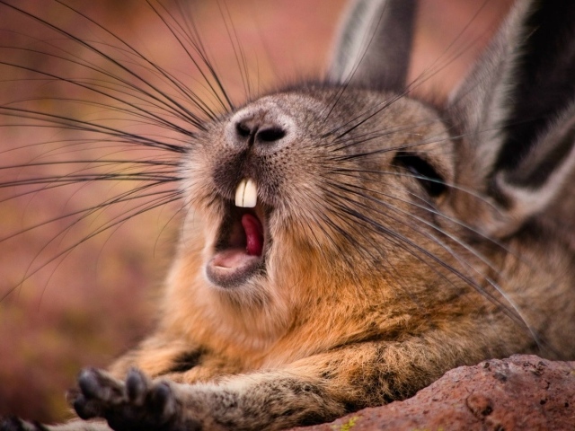 Дикий кролик зевает