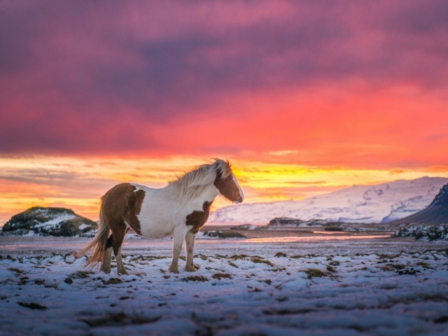 Лошадь в Исландии