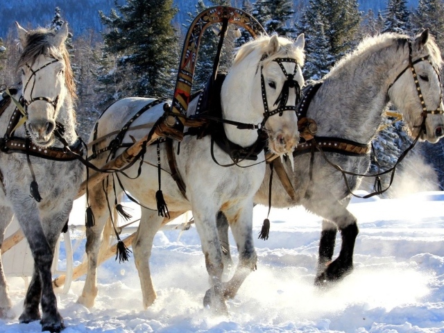 Русская тройка лошадей
