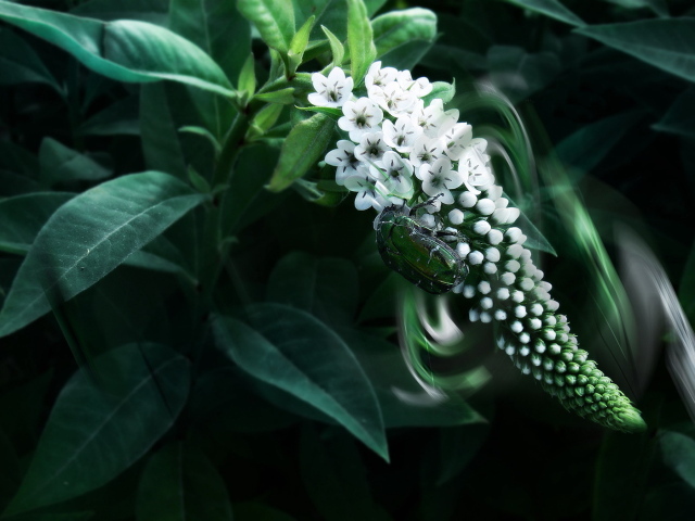 Большой жук на цветке