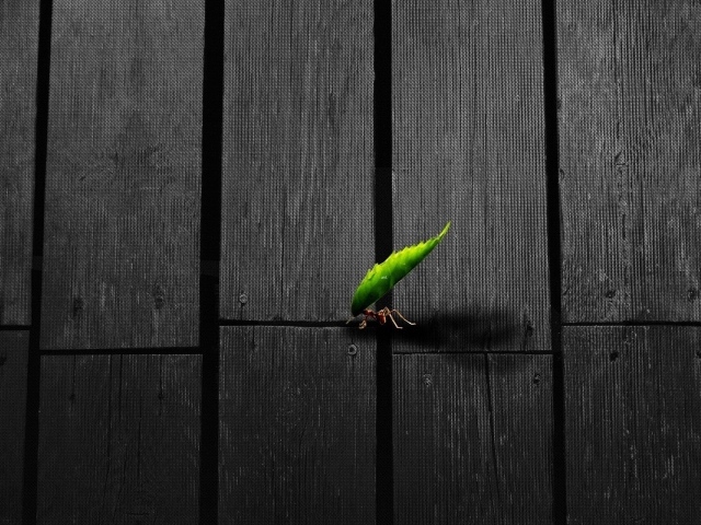 Муравей несет листик по деревянному полу