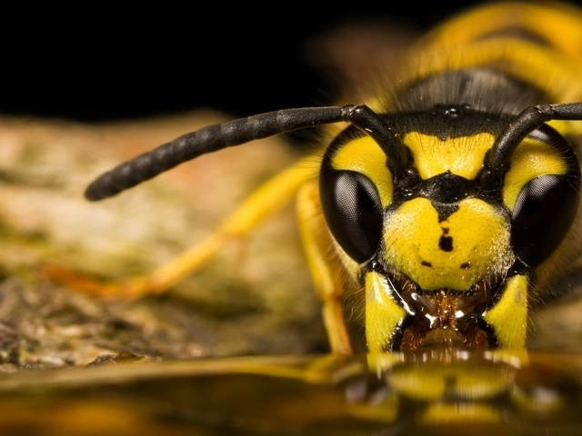 Пчела ест мед