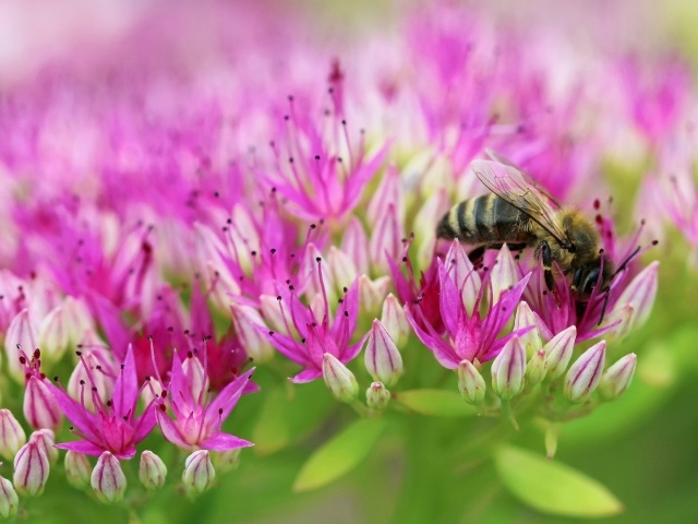 Пчела на поле розовых цветов