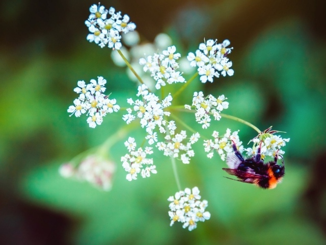 Пчела на зонтике из белых цветов