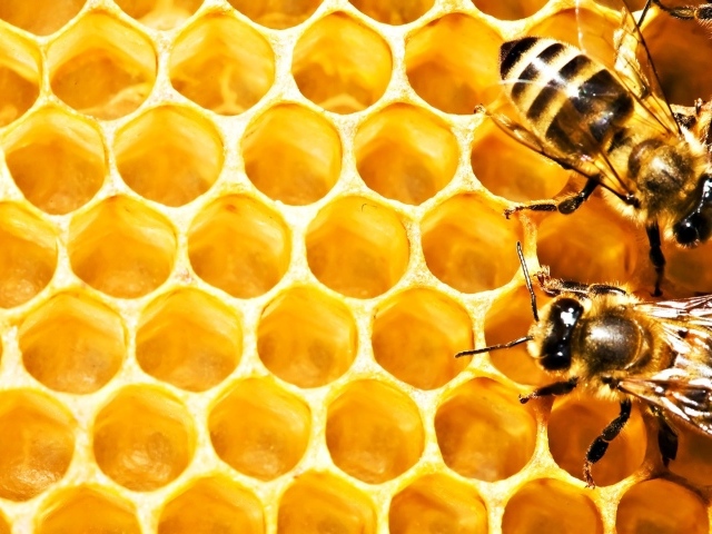 Пчелы на сотах