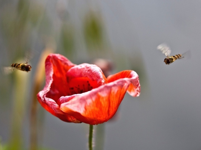 Пчелы садятся на цветок мака
