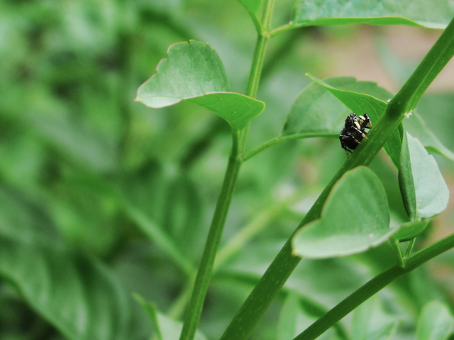 Жук ползет по зеленому стеблю
