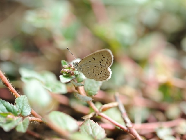 Бежевая бабочка села на цветок