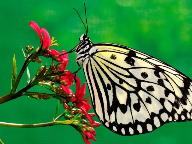 Черно белая бабочка на красном цветке