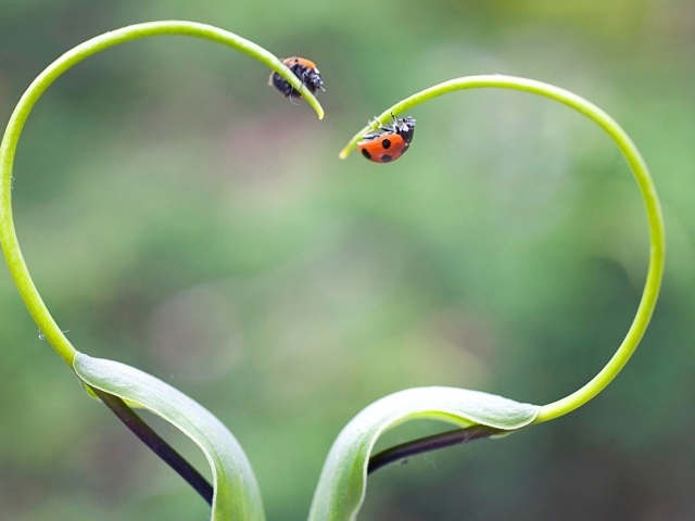 Жуки божьи коровки на ростках в форме сердца