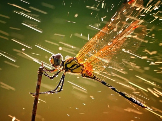 Стрекоза ухватилась за ветку под дождем