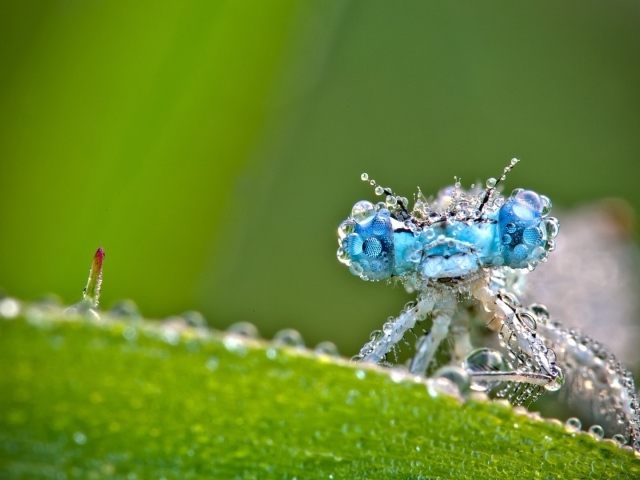 Стрекоза в каплях росы