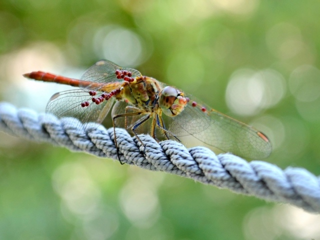 Стрекоза сидит на веревке