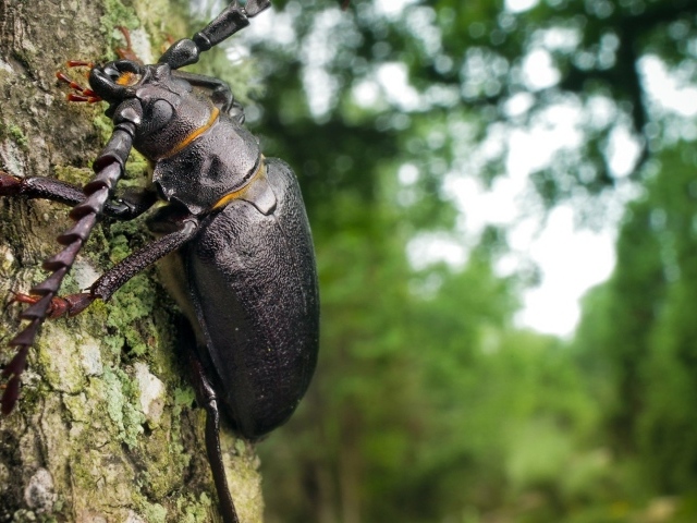 Огромный черный жук ползет по стволу дерева
