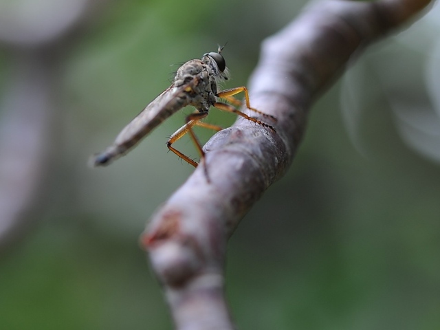 Насекомое сидит на ветке