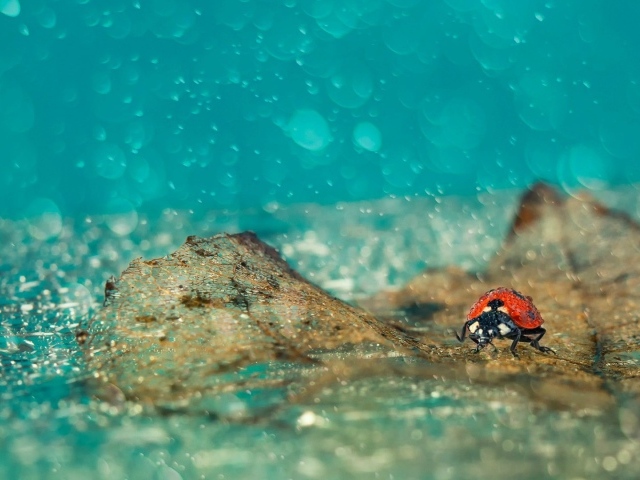 Божья коровка под дождем