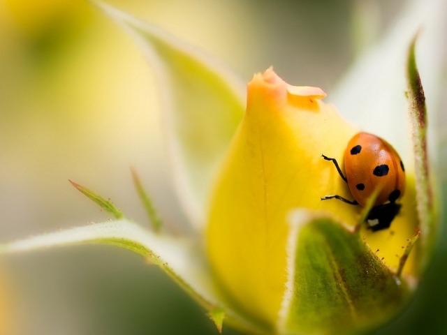 Божья коровка на бутоне желтой розы