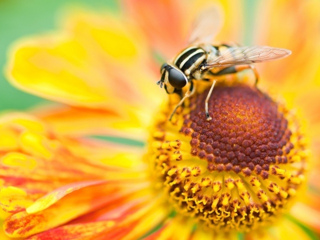 Макро фото мухи на цветке