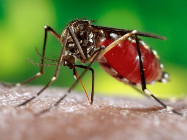 Комар сосет кровь