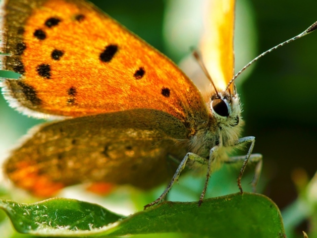 Оранжевая бабочка вблизи