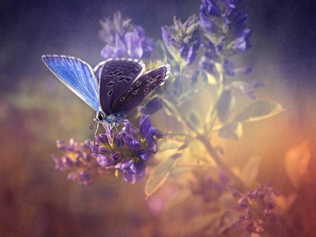 Сиреневая бабочка на лаванде