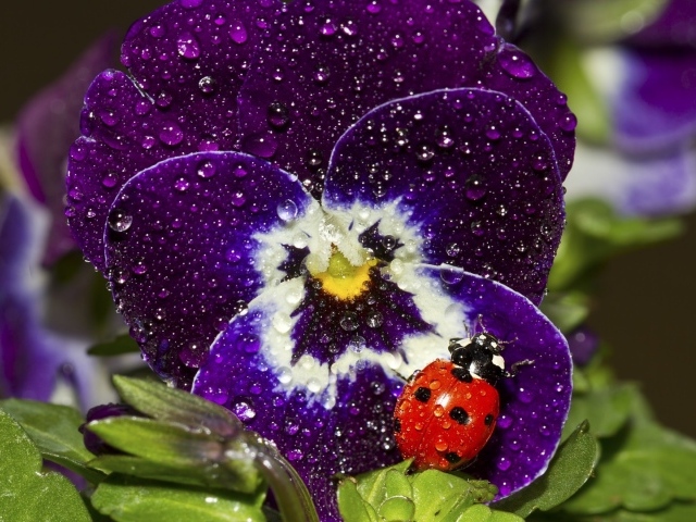 Красный жук на покрытом росой цветке