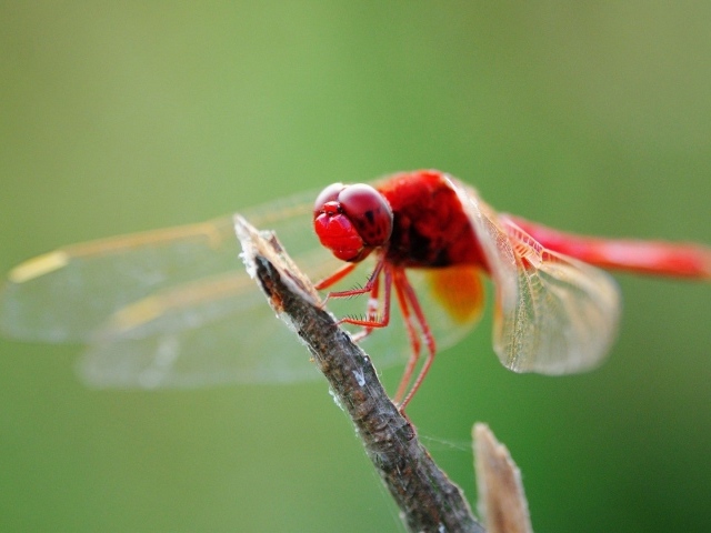 Красная стрекоза на ветке