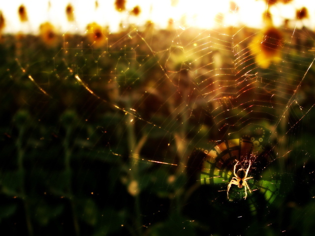 Паук в лучах солнца