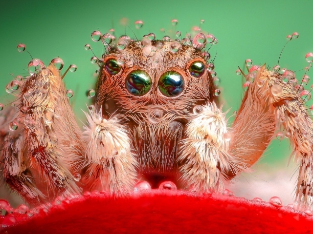 Паук в воде