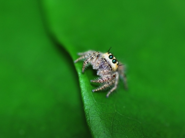 Паук на листике с дерева