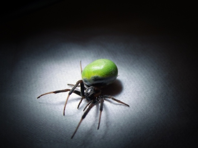 Паук с зеленым брюшком