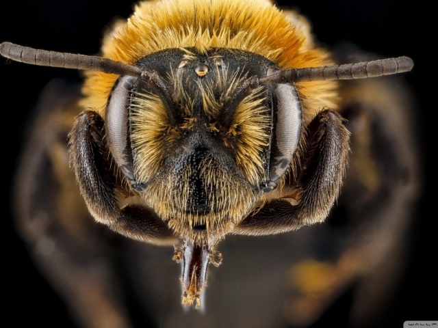 Ростки на голове насекомого